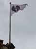 Flag flies